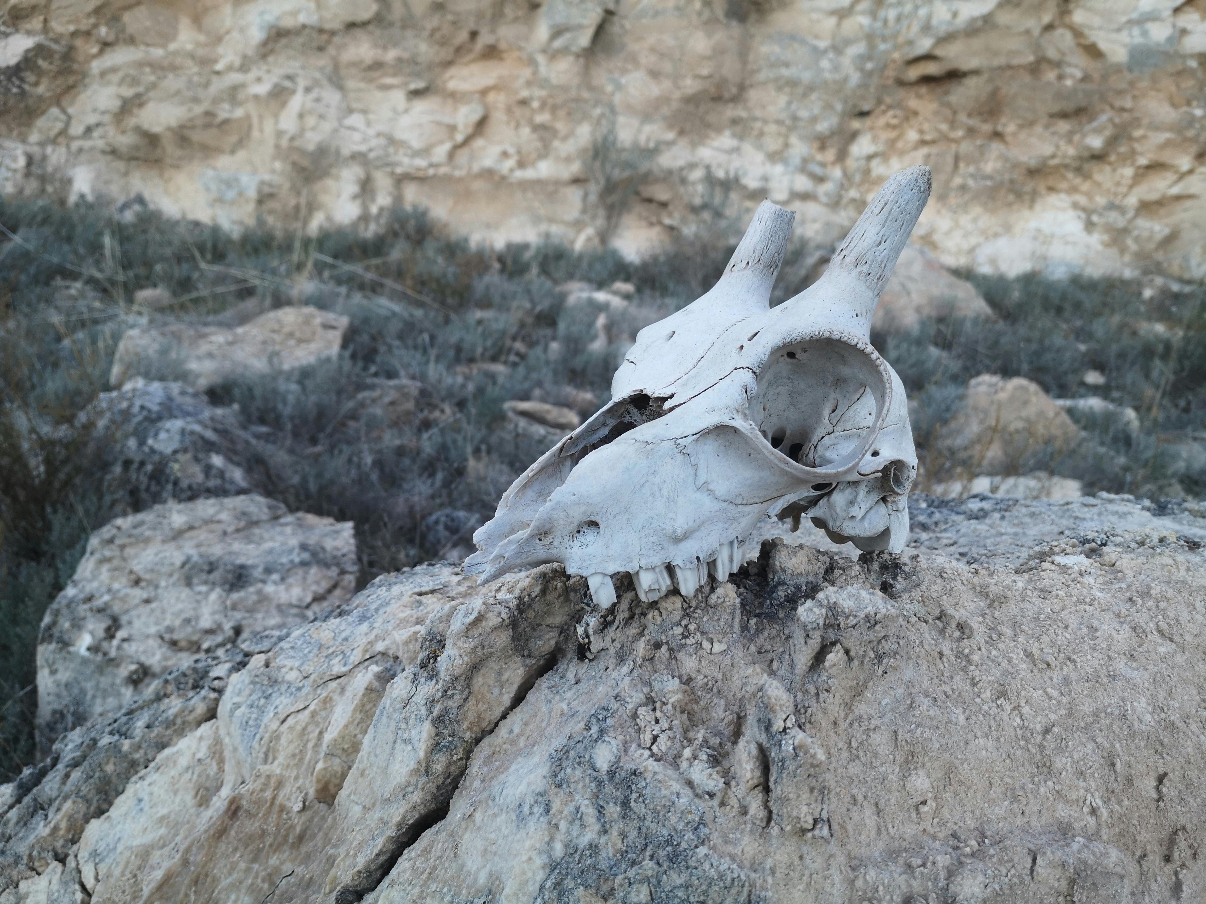 grátis Uma visão detalhada de um crânio de animal repousando em terreno rochoso acidentado em uma paisagem desértica. Foto profissional