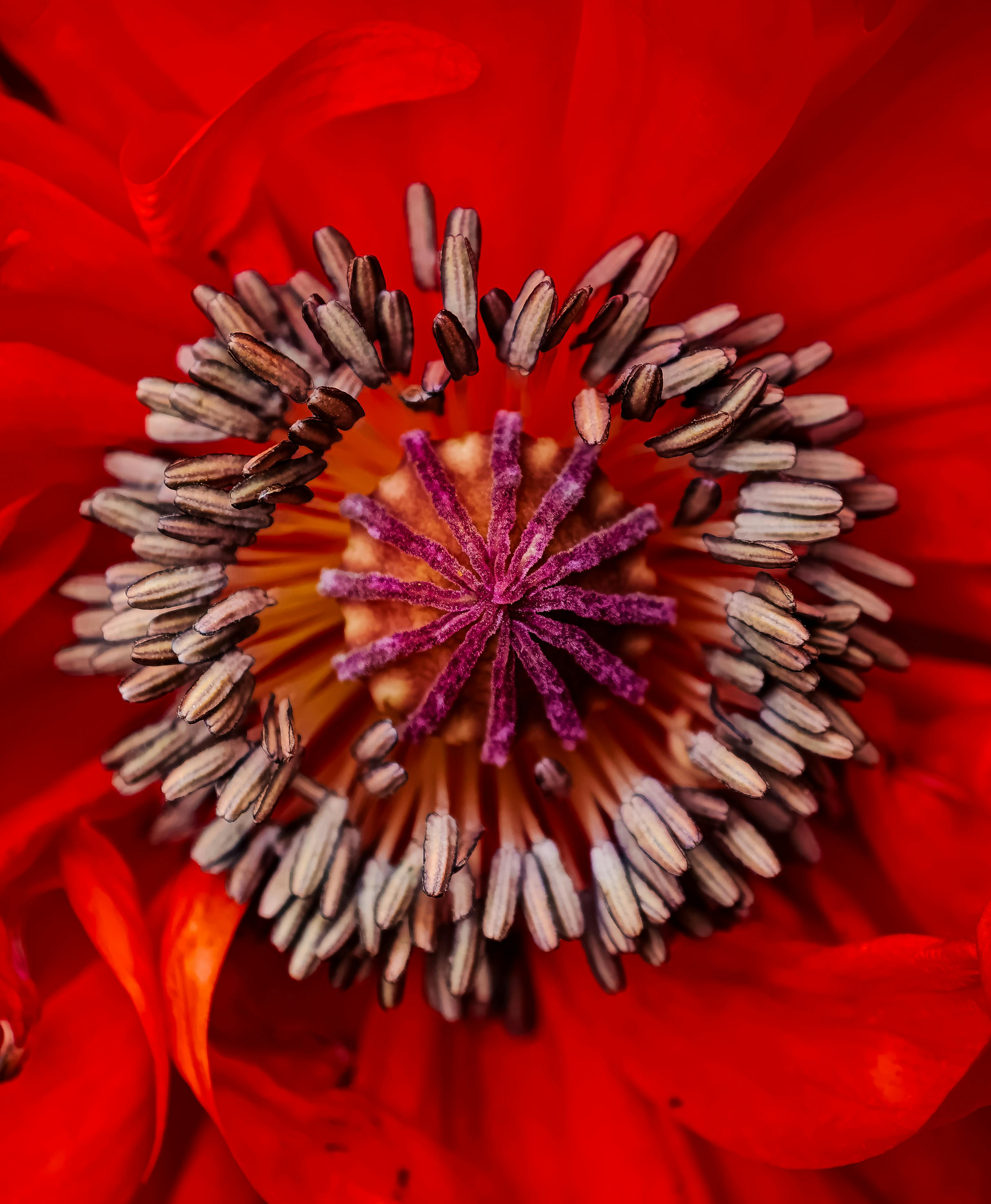 Close-up view of a vibrant red flower showing detailed seeds and petals. Perfect for nature backgrounds.