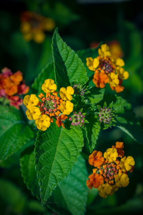 Free Close-up of colorful lantana flowers, showcasing nature's vibrant beauty. Stock Photo