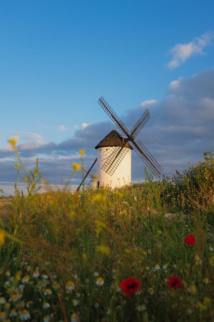 A picturesque white windmill stands amidst vibrant spring flowers under a clear blue sky.