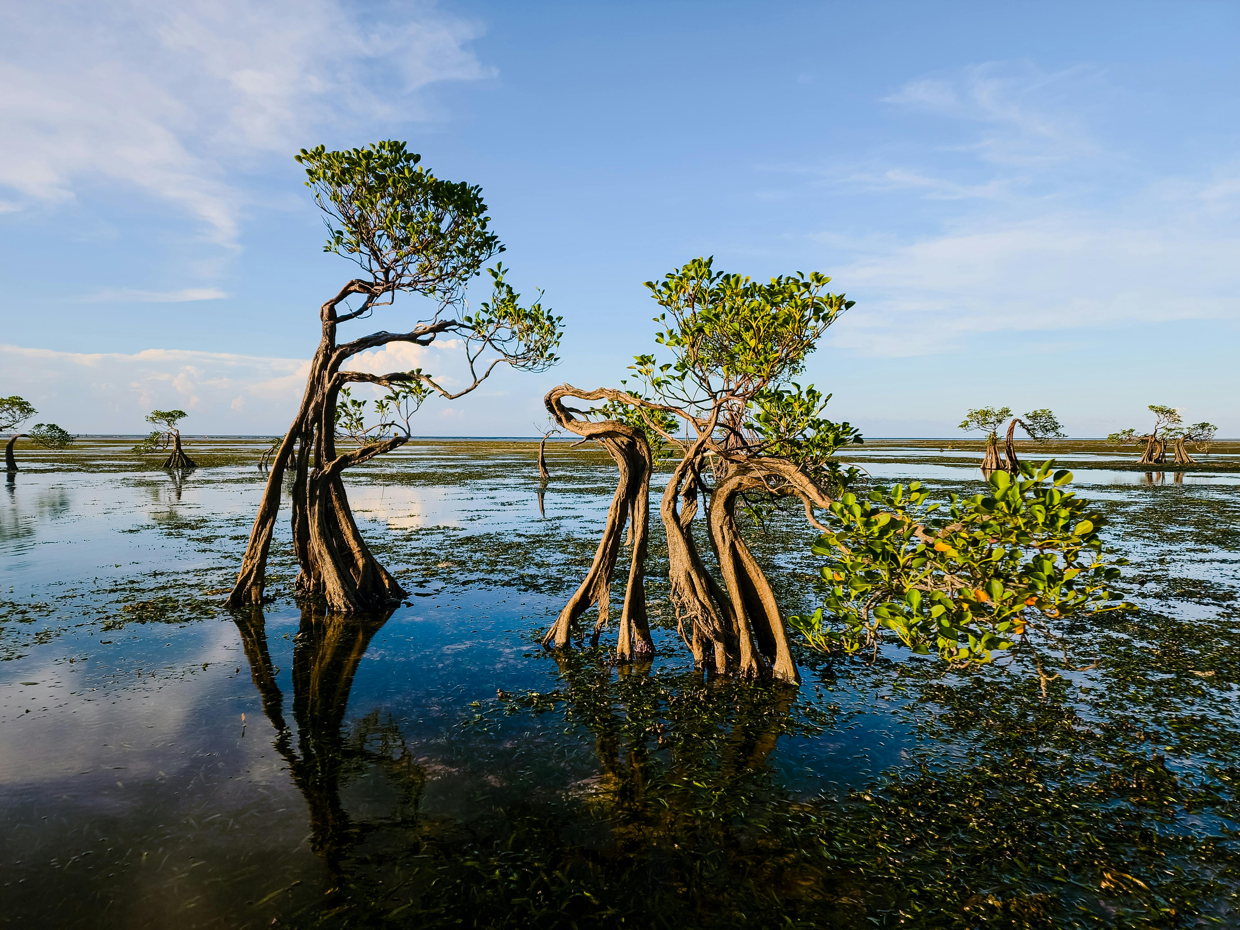 Tropical wetland scenery in northern Queensland