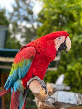 Colorful scarlet macaw perched outdoors, displaying vibrant plumage.