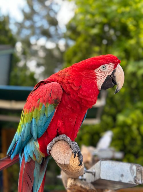 Free Colorful scarlet macaw perched outdoors, displaying vibrant plumage. Stock Photo