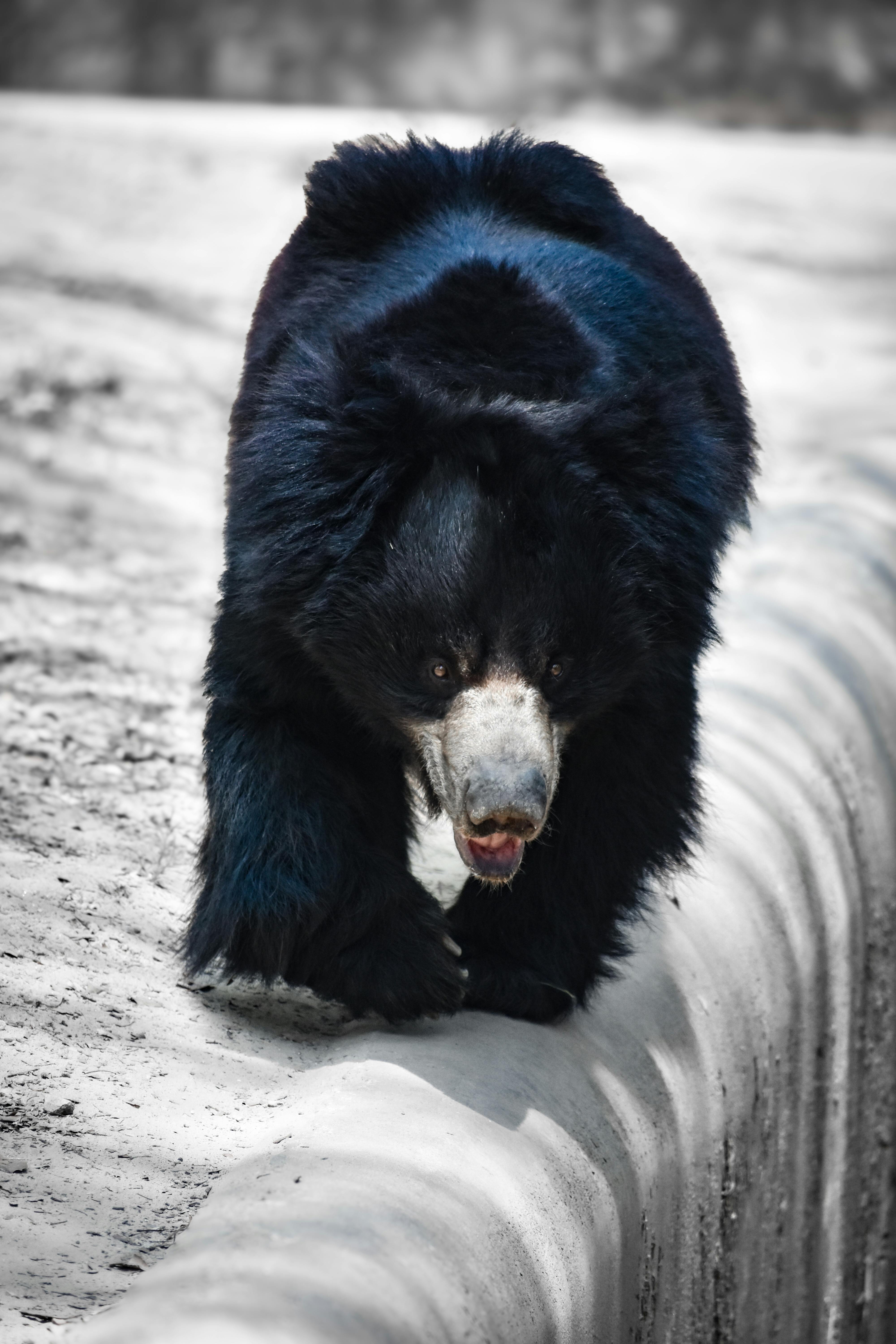 Bear Greg - Eon 03 Legacy