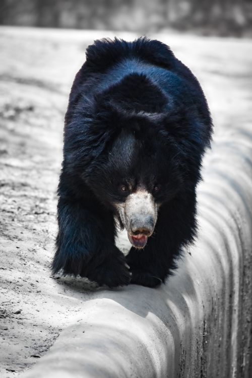 Free A stunning sloth bear walking on a pathway, showcasing its thick black fur and distinctive appearance. Stock Photo