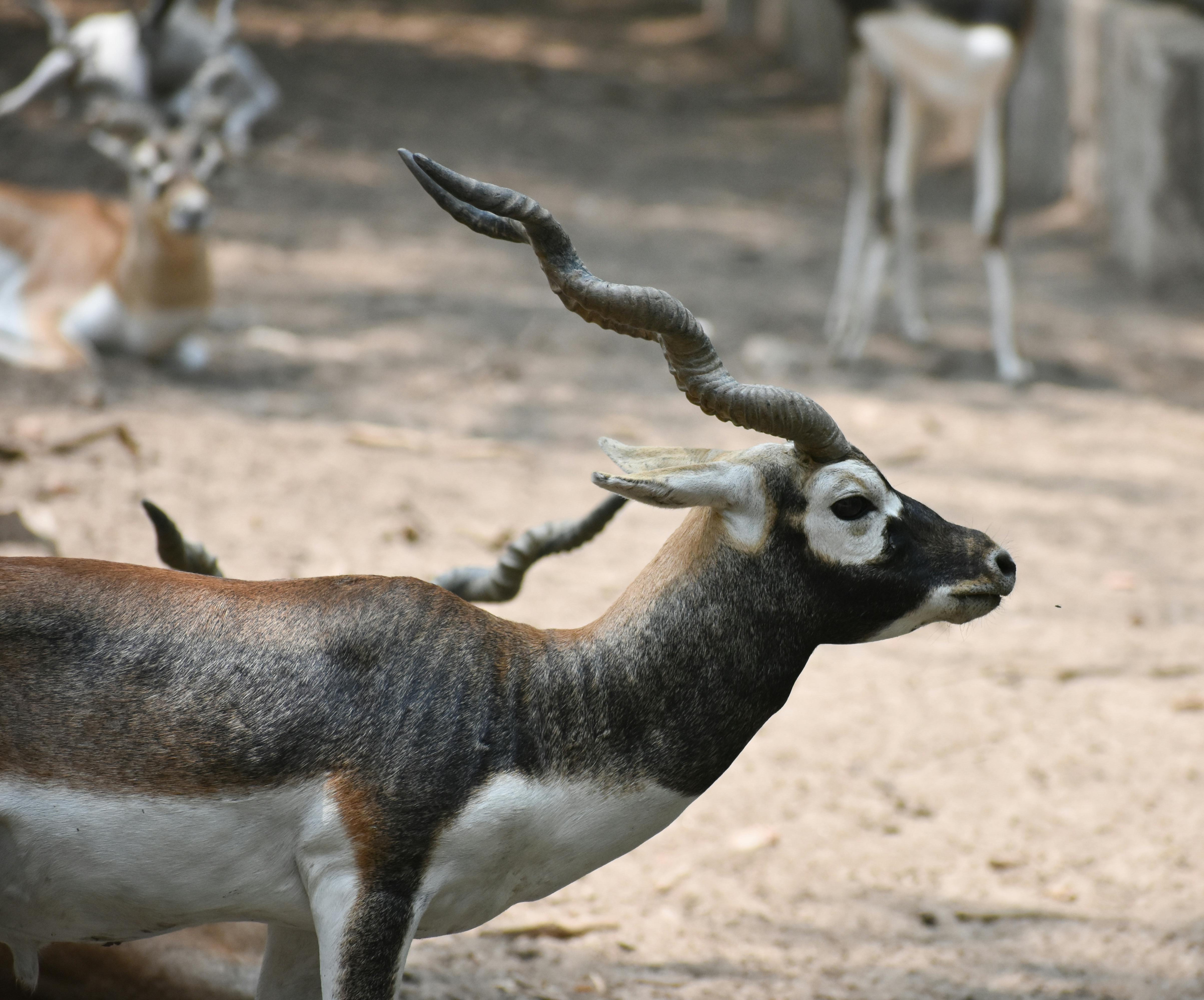 Gratuit Photos gratuites de animal, animaux sauvages, antilope Photos