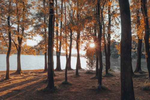 Free Golden autumn sun filters through a forest by the lake in Tirana, Albania. Stock Photo