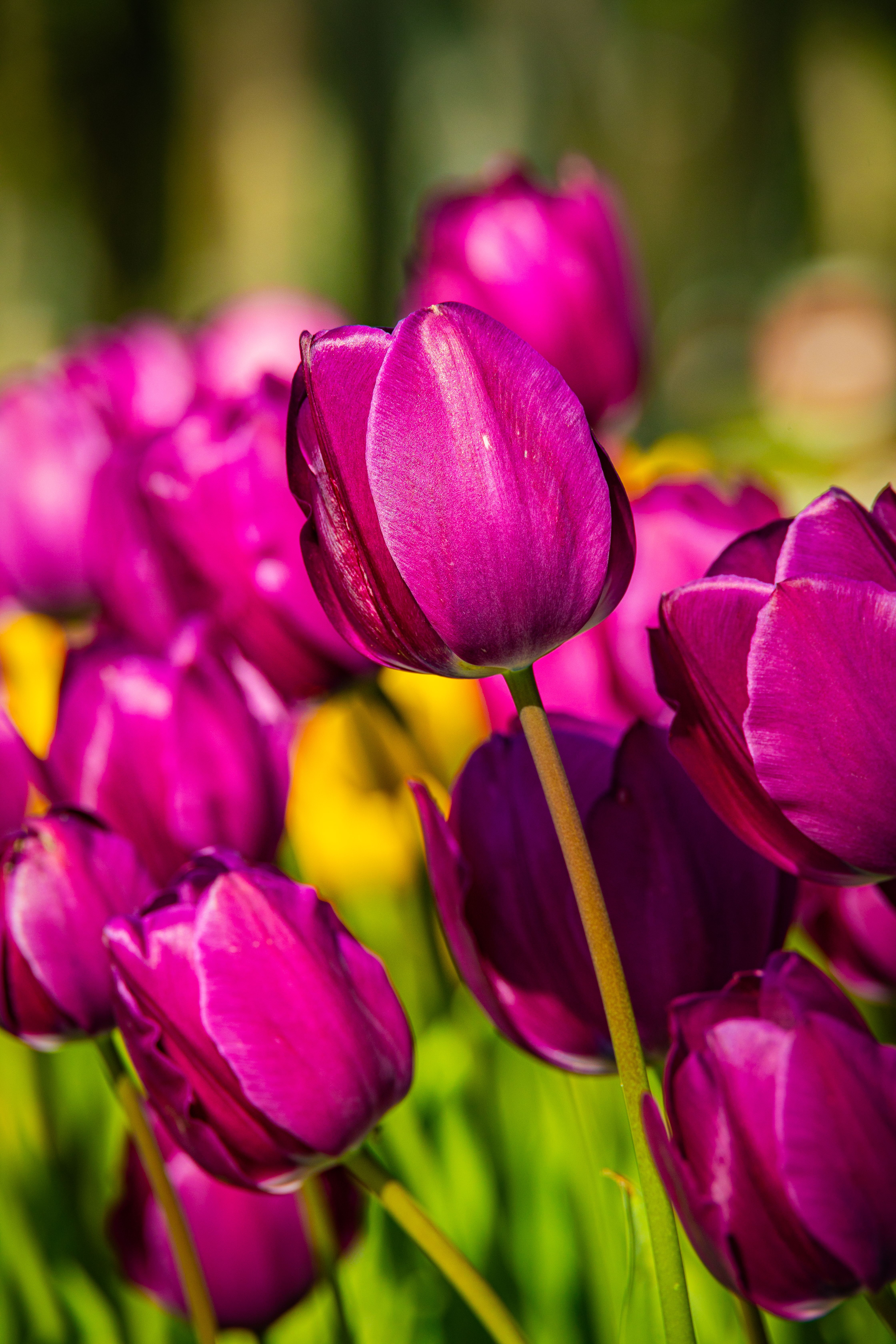 Vibrant Pink Tulips in Gülhane Park, Istanbul · Free Stock Photo