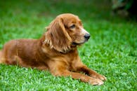 一只金毛猎犬专注而安详地坐在郁郁葱葱的草坪上