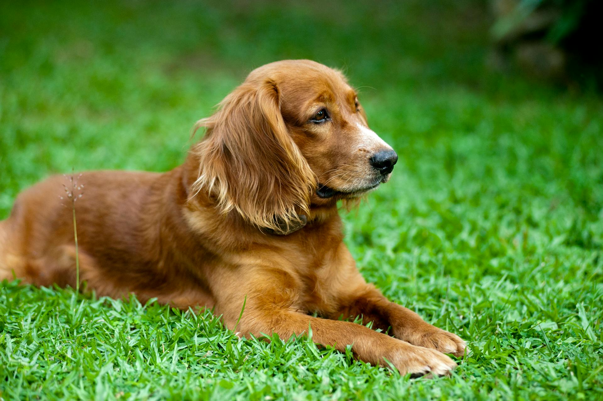 En golden retriever ligger på en grön gräsmark