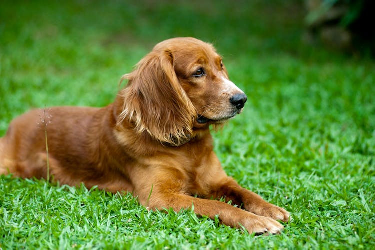 Golden Retriever Lying On Green Grass Field