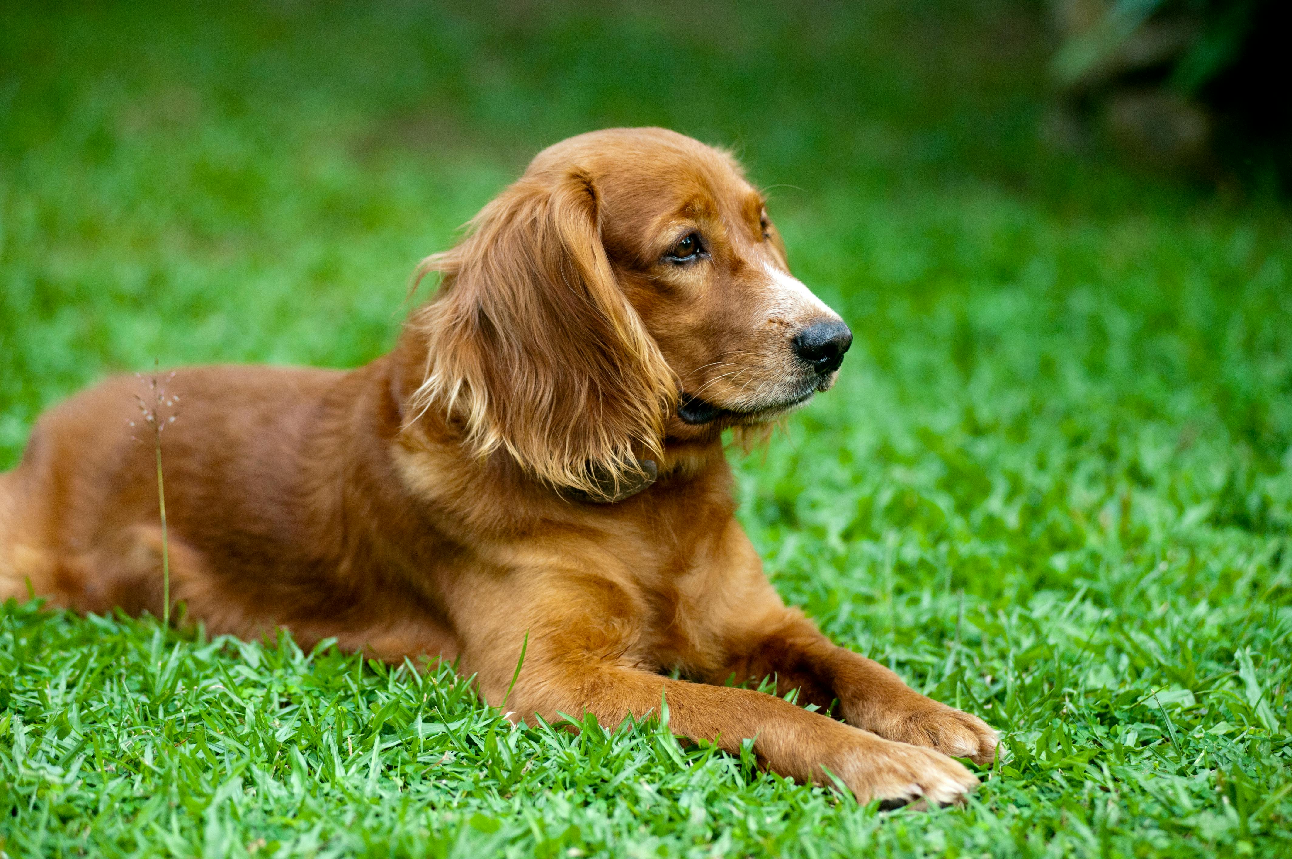 Golden Retriever Lying on Green Grass Field \u00b7 Free Stock Photo