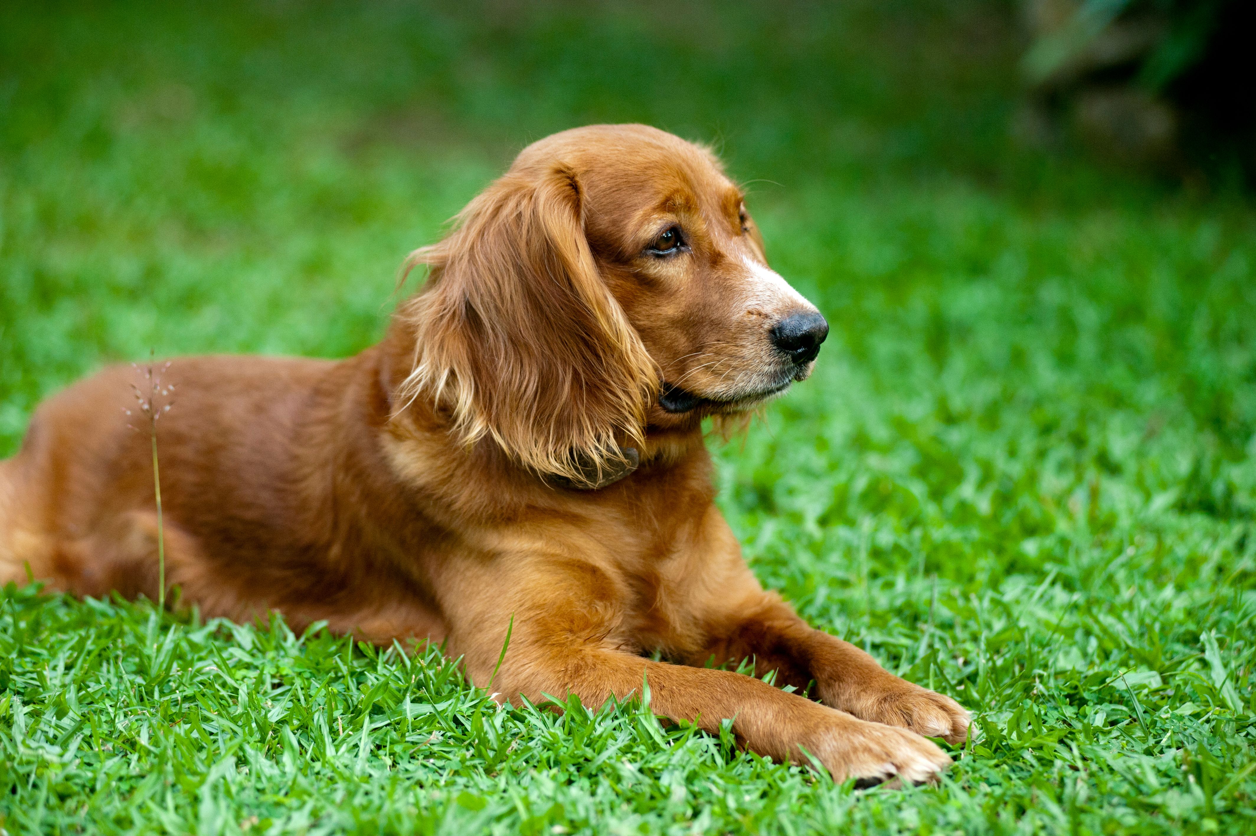 Golden Retriever Lying on Green Grass Field · Free Stock Photo