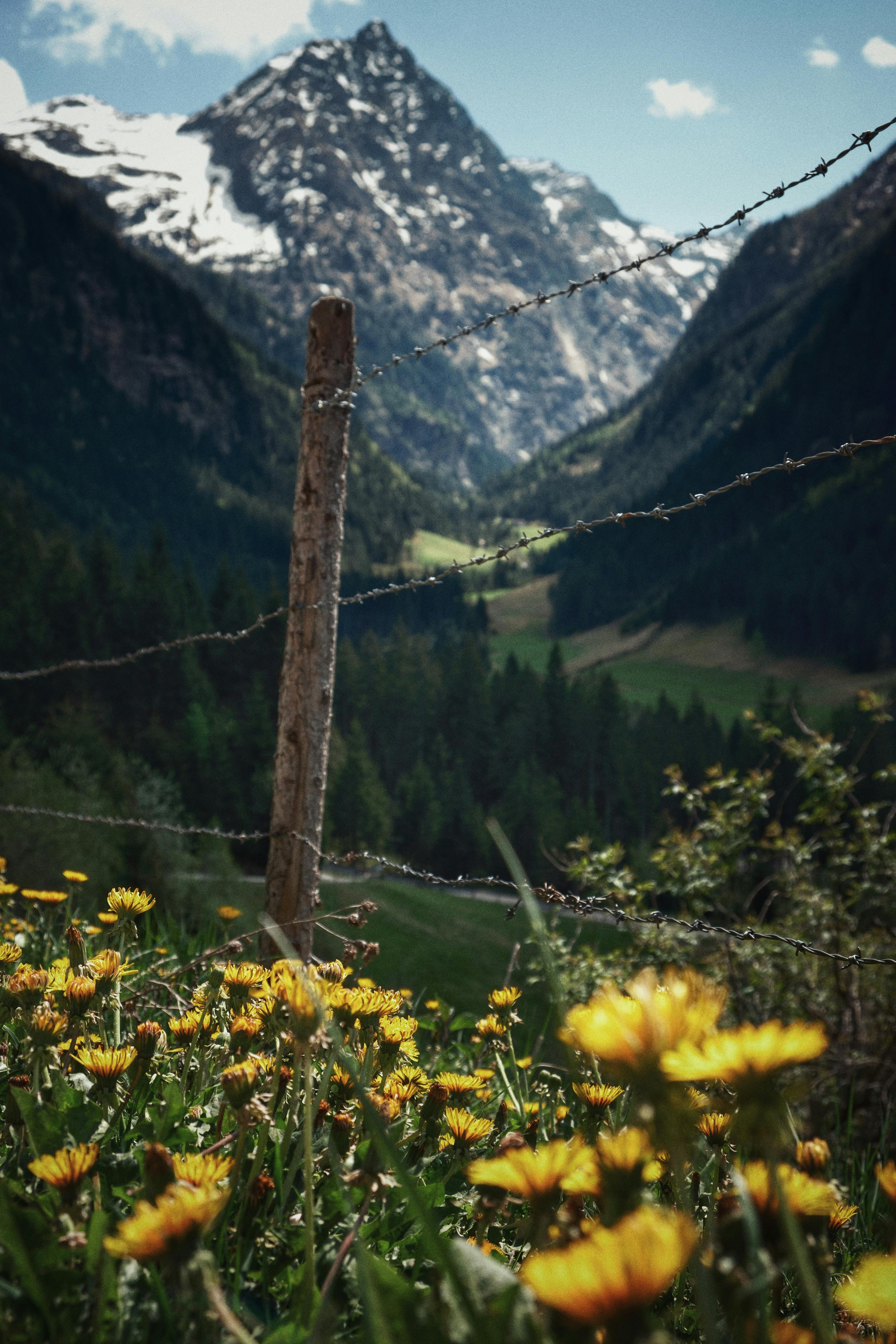 Breathtaking view of alpine mountains and vibrant yellow wildflowers under blue sky.