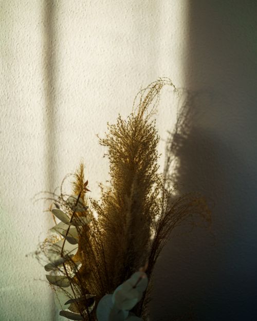 Free Sunlit dried flowers casting shadows on a wall, creating a warm, artistic scene. Stock Photo