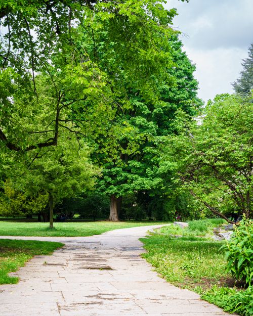 Free Peaceful park pathway surrounded by vibrant greenery and trees on a sunny day. Stock Photo