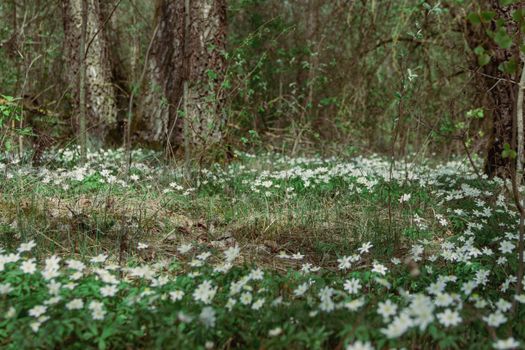 A serene forest scene with blooming white anemones covering the forest floor.
