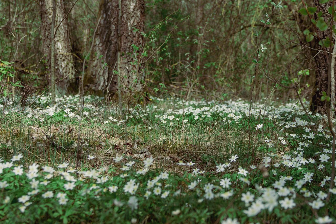 a serene forest scene with blooming white anemones covering the forest