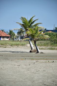 Palm trees on a sandy beach in Itanhaém, São Paulo, Brazil. Perfect summer getaway.