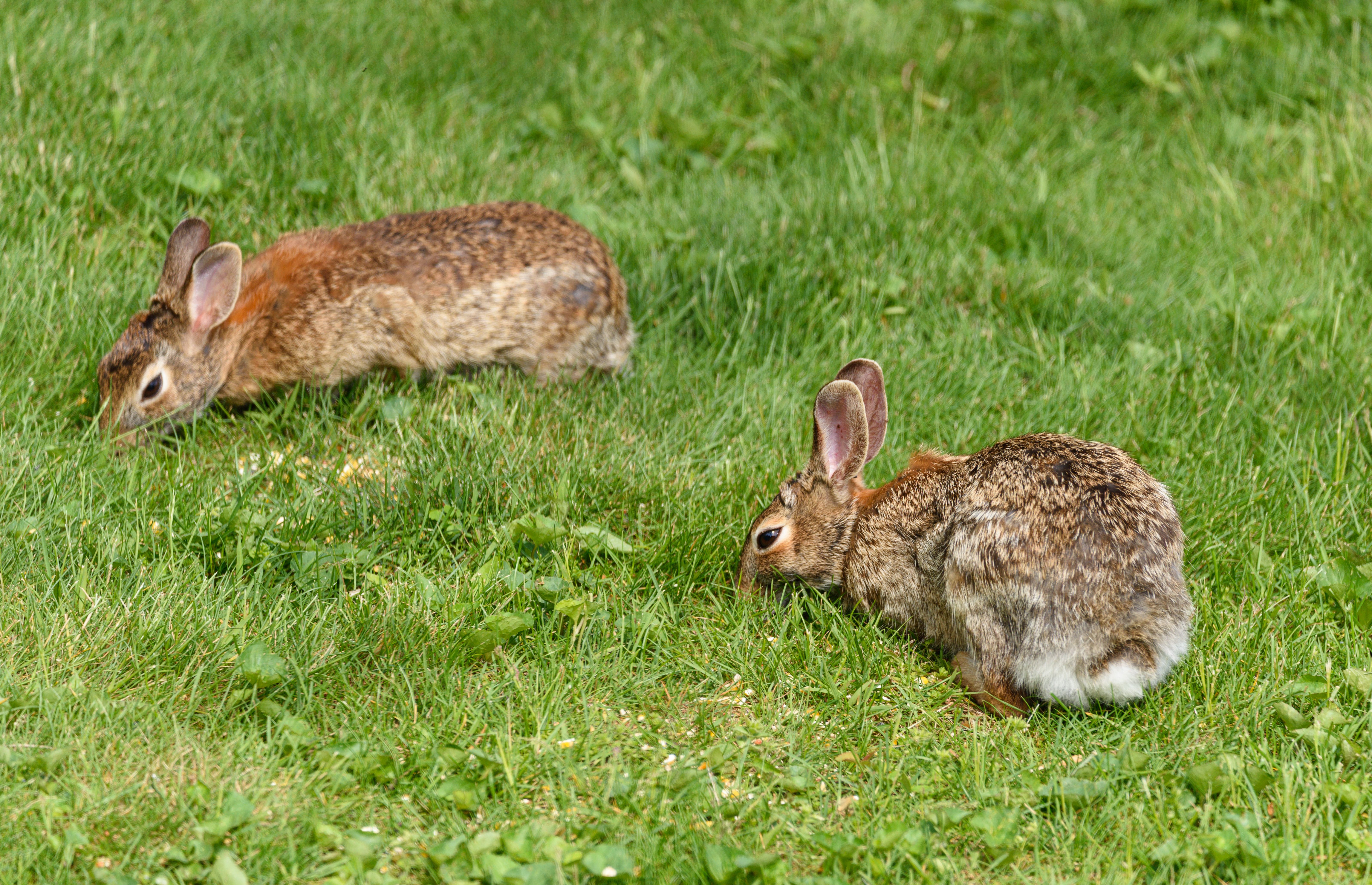 Rabbit foraging naturally