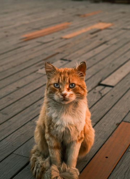 Free Ginger cat with piercing eyes sitting on a wooden deck during the day. Stock Photo