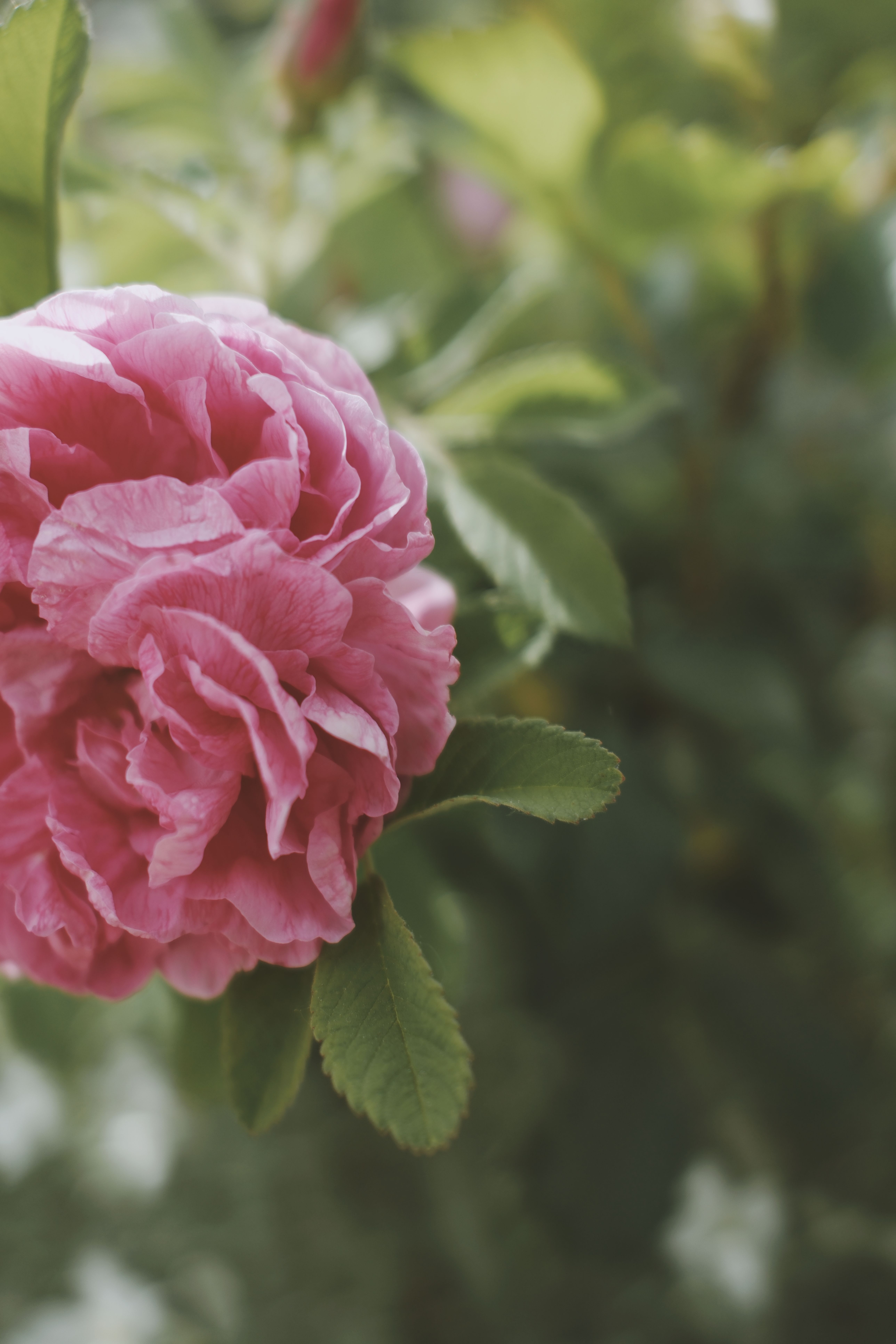 Close-up of a Vibrant Pink Rose in Bloom · Free Stock Photo