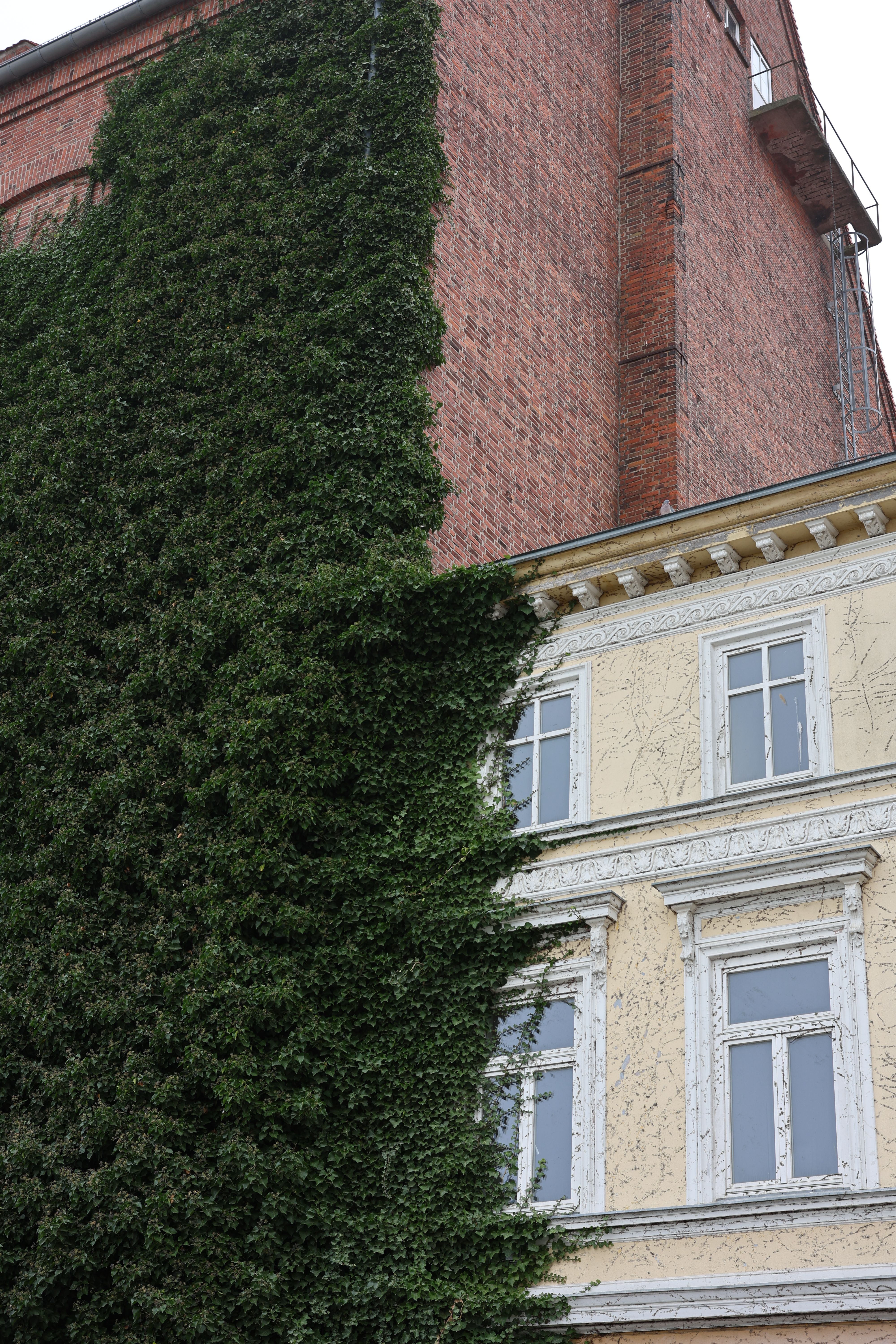 Free Historic building partially covered by lush green ivy against a brick facade. Stock Photo