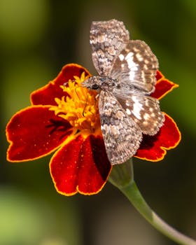 Detailed macro photo of a butterfly on a vibrant red flower in São Paulo, Brazil.