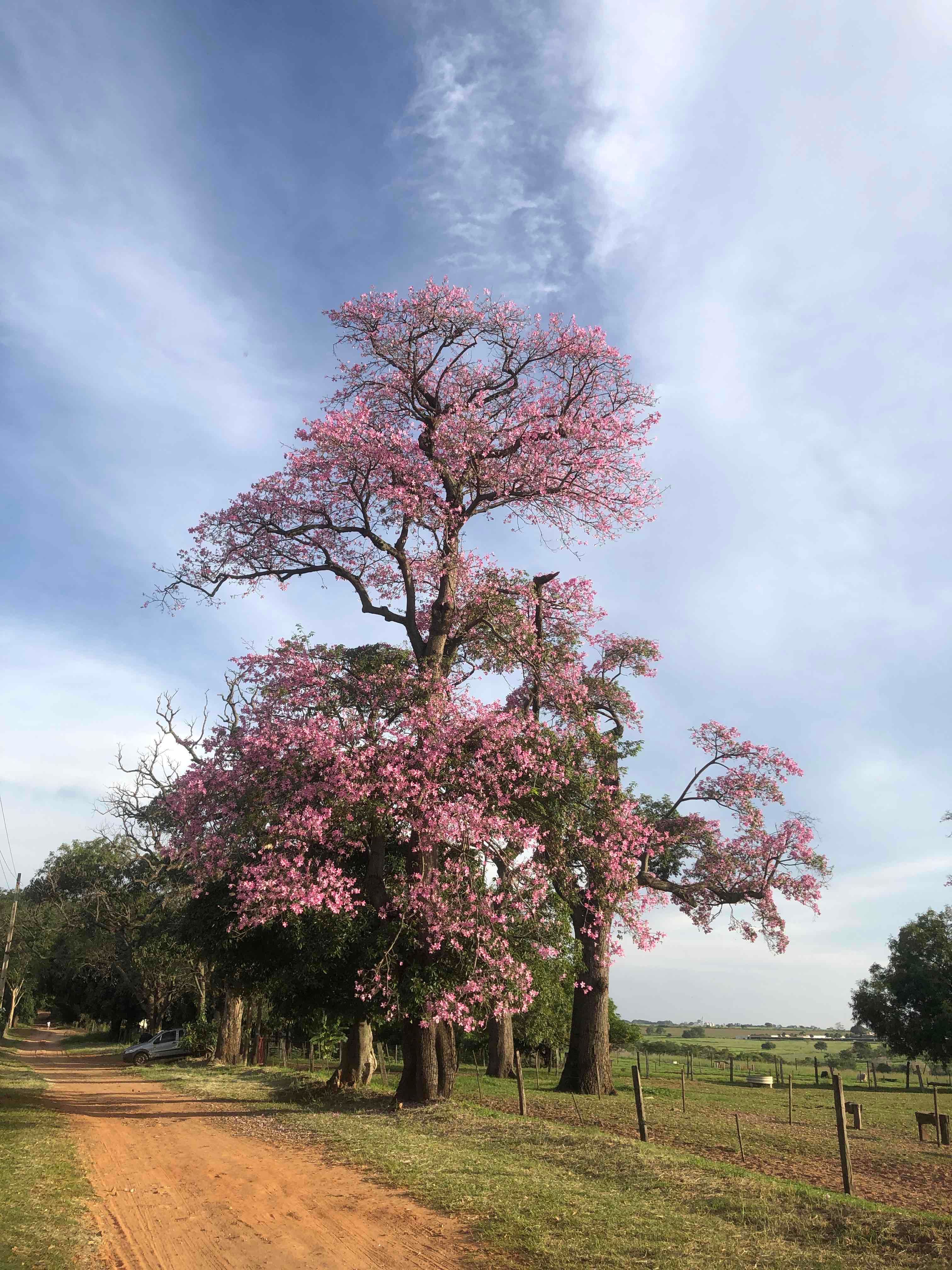 Pink Tree Wallpapers