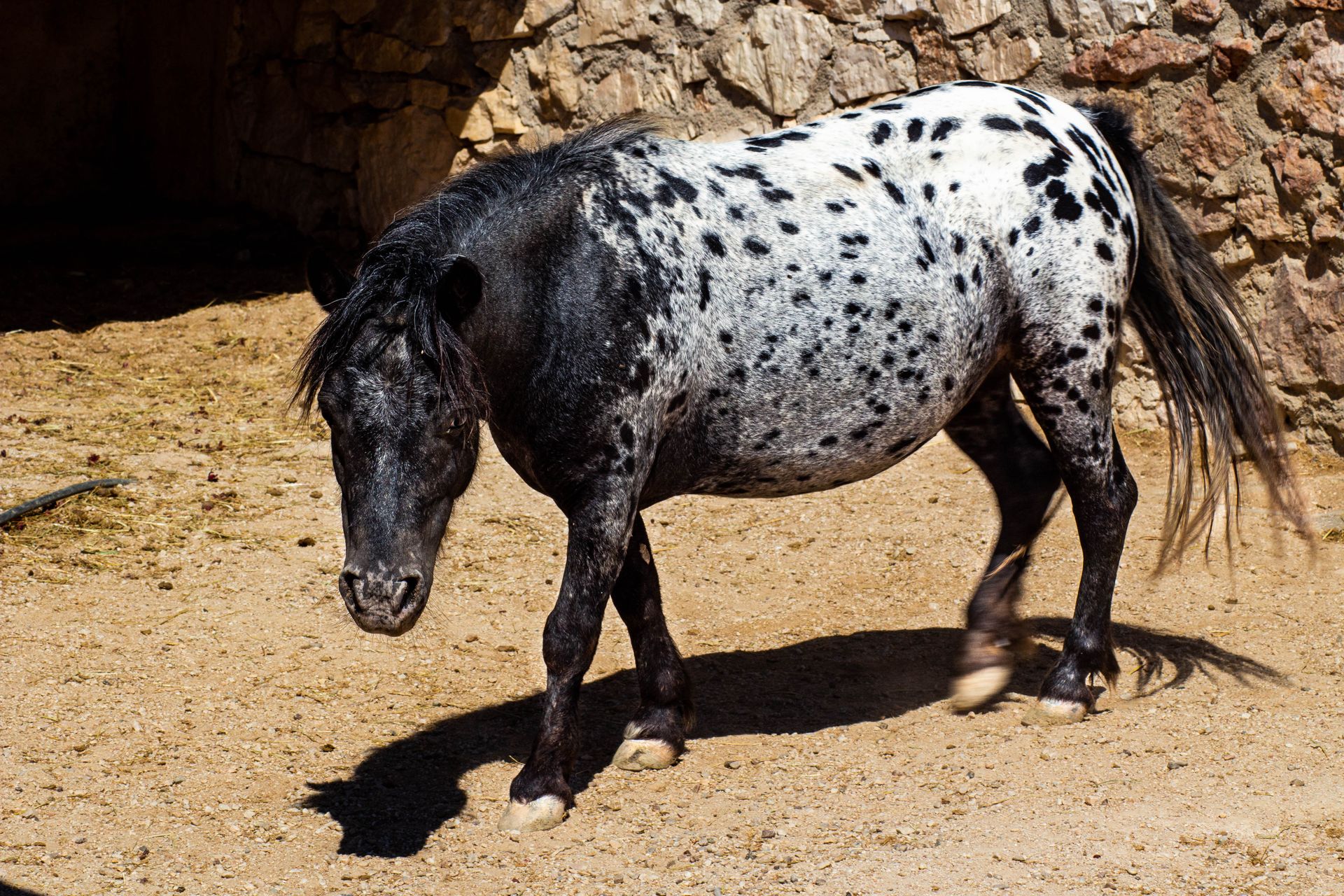 Spotted Shetland pony with unique coat pattern standing in a sunlit outdoor stone enclosure.