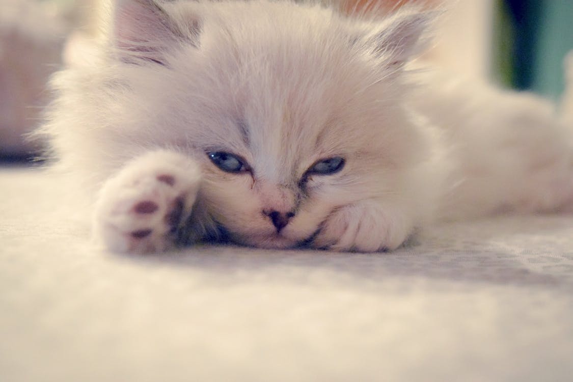 Free stock photo of fluffy