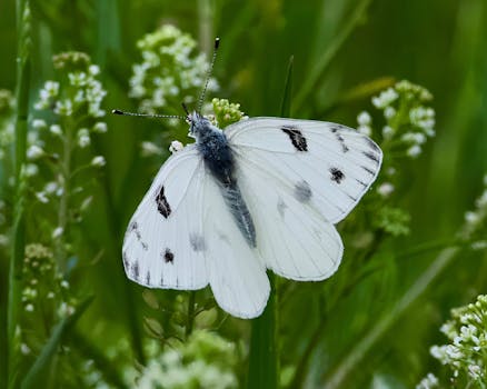 Delicate white butterfly perched amidst lush green wildflowers in Hartselle, Alabama.