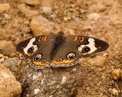 Free A close-up of a Common Buckeye butterfly perched on rocky terrain in Mooresville, Alabama. Stock Photo