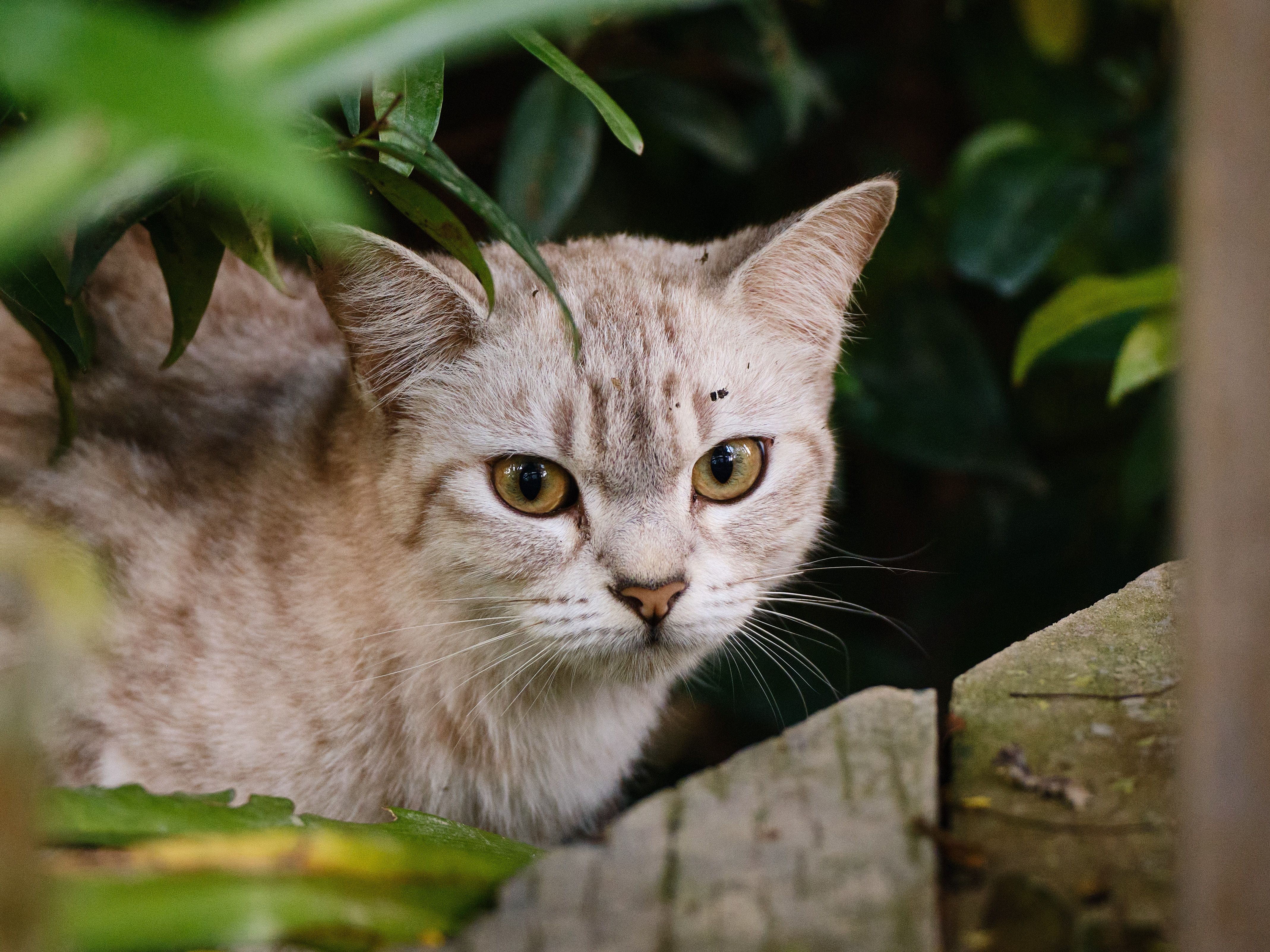 Portrait of a cat at a veterinary clinic