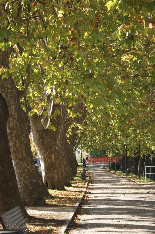 Free Beautiful sunlit path surrounded by lush green trees, perfect for a peaceful walk. Stock Photo