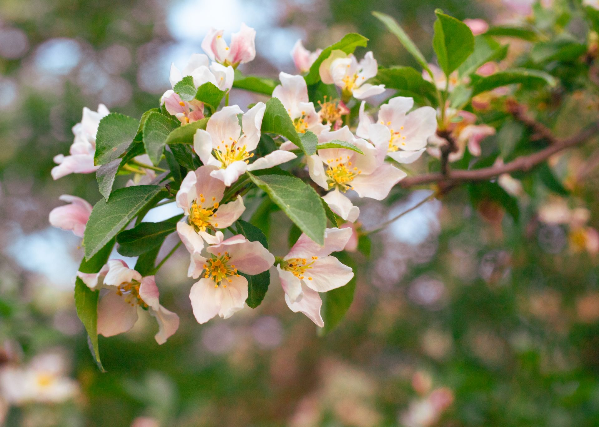 Close-up of a blooming apple tree branch with delicate pink and white flowers in spring.