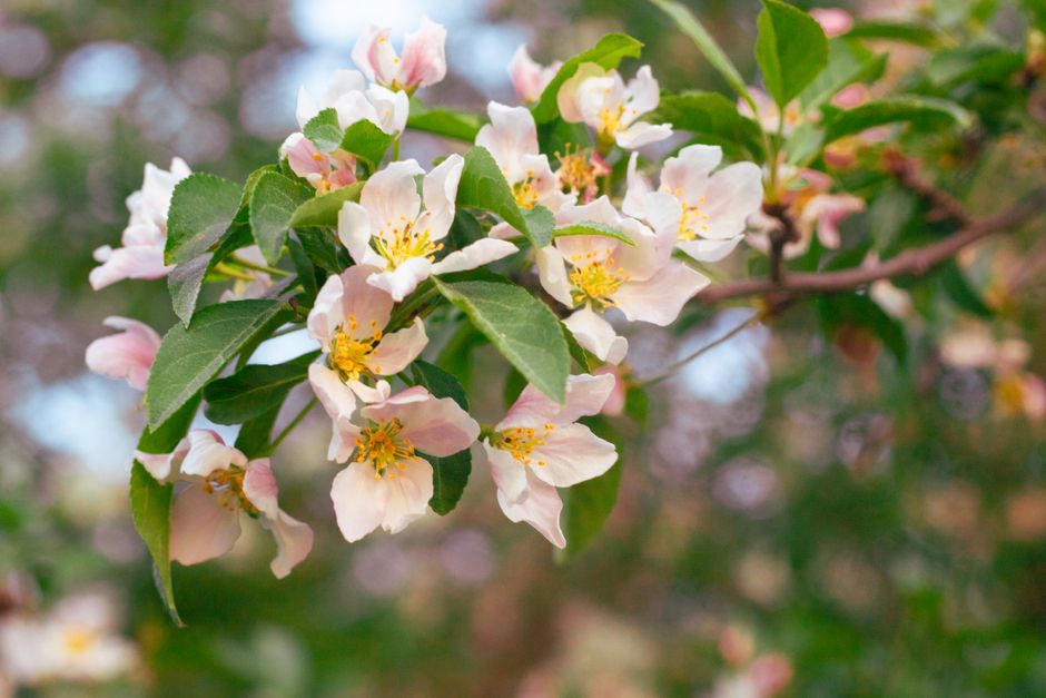 Apple tree branch covered in spring blossoms — how long does an apple tree take to grow in Surrey BC