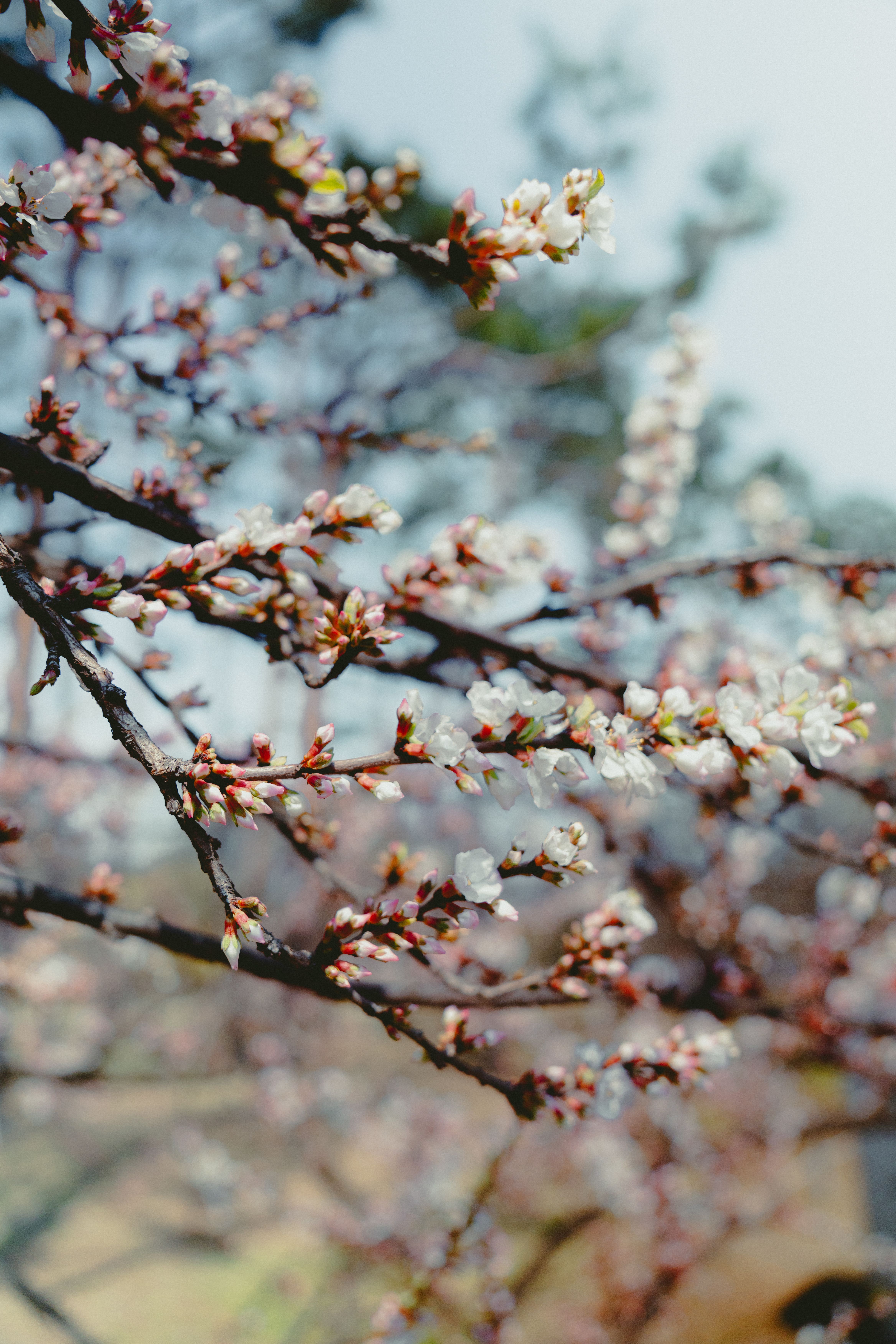 Korea cherry blossom spots