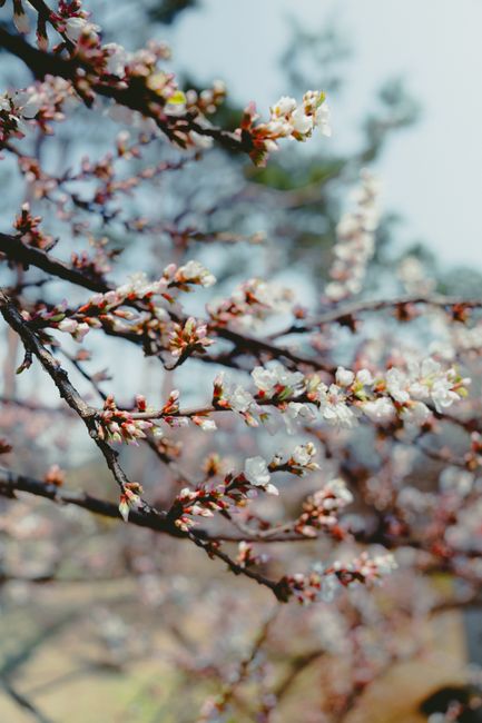 Korea cherry blossom spots