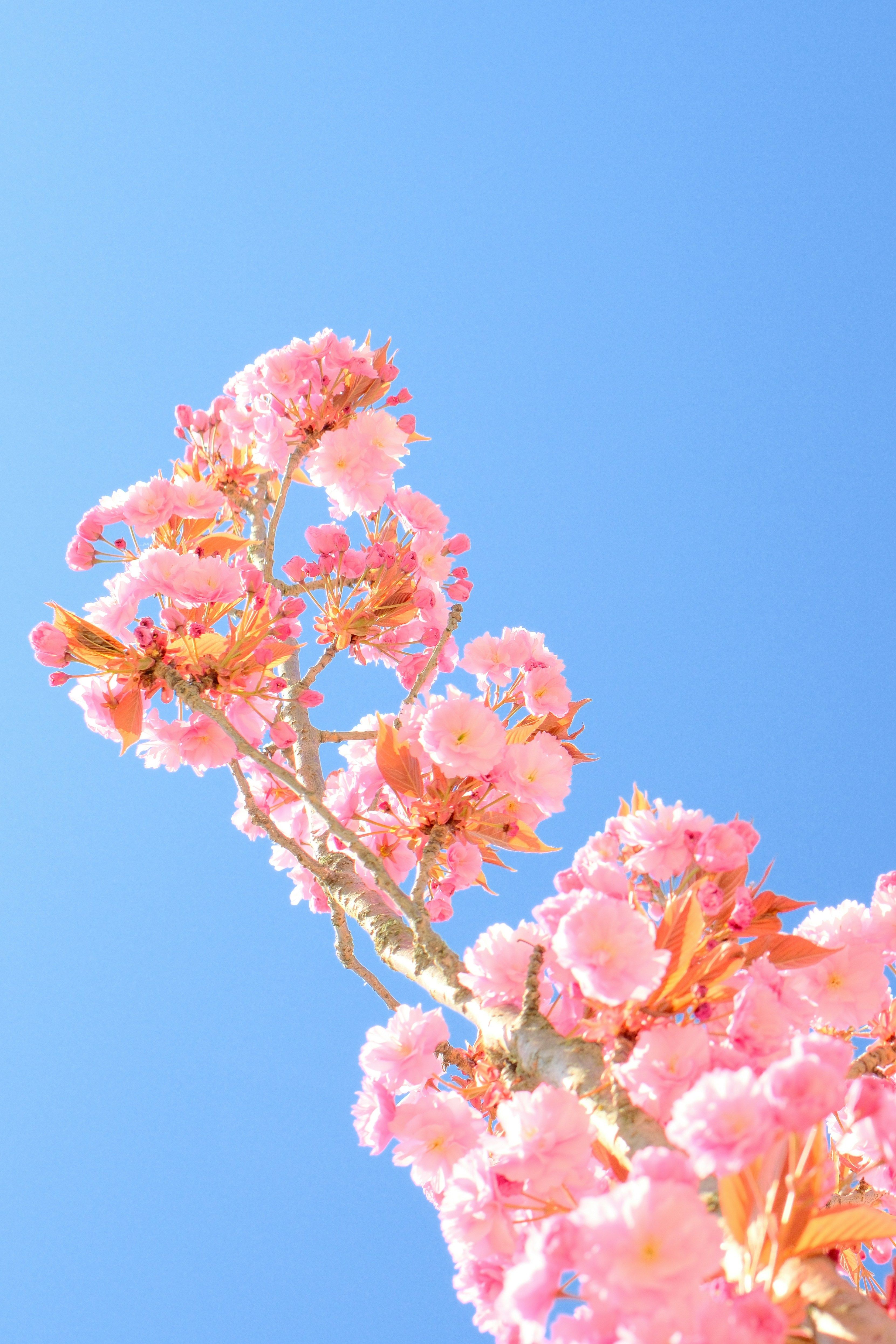 Pink Cherry Blossoms Against Blue Sky Vancouver 4K iPhone 17 Wallpaper