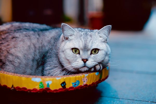 Calm and relaxed British Shorthair cat