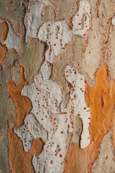 Vibrant and textured tree bark displaying natural patterns in warm golden hour light.
