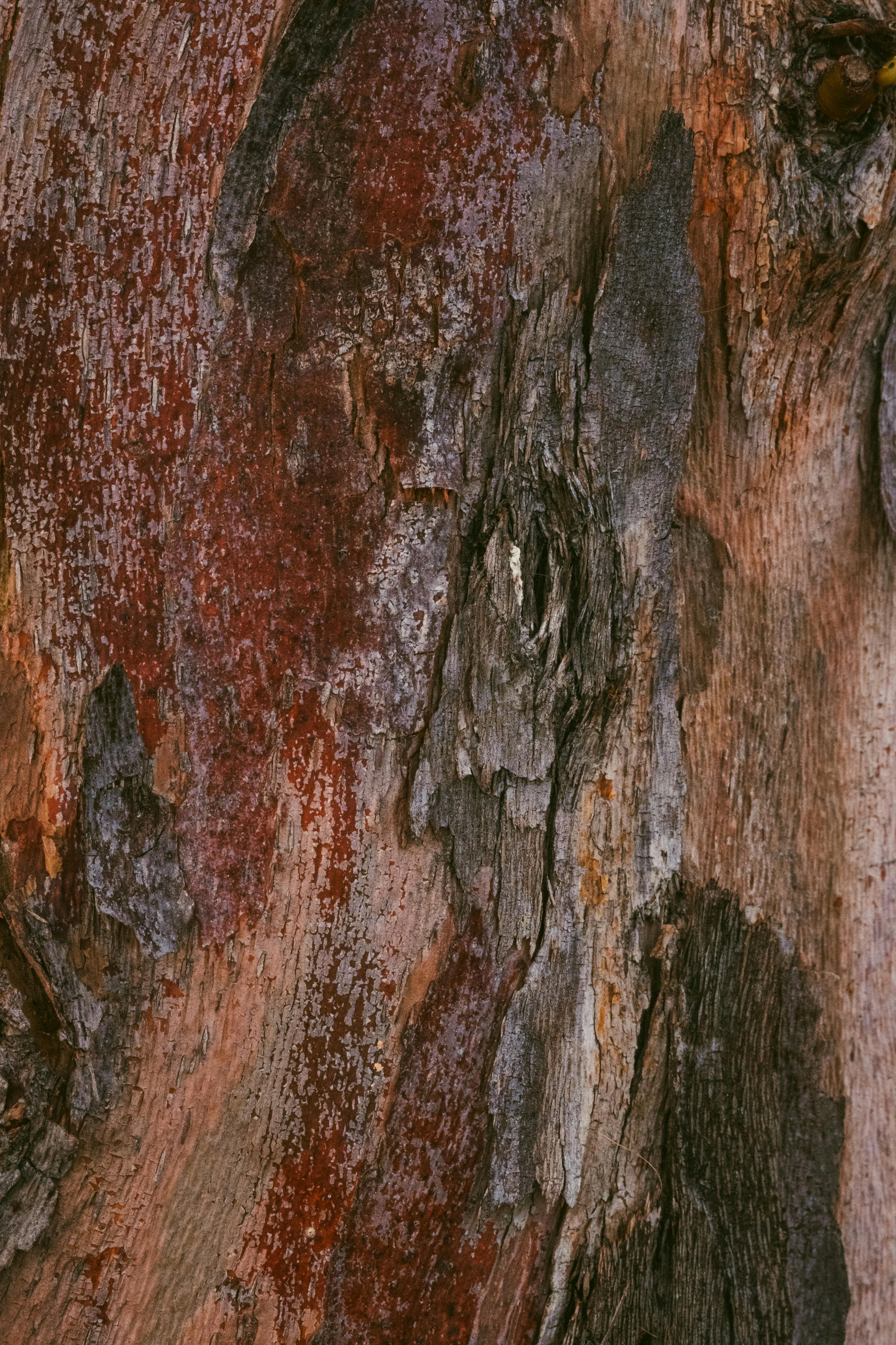 Detailed close-up image of tree bark showing natural textures and earthy tones.