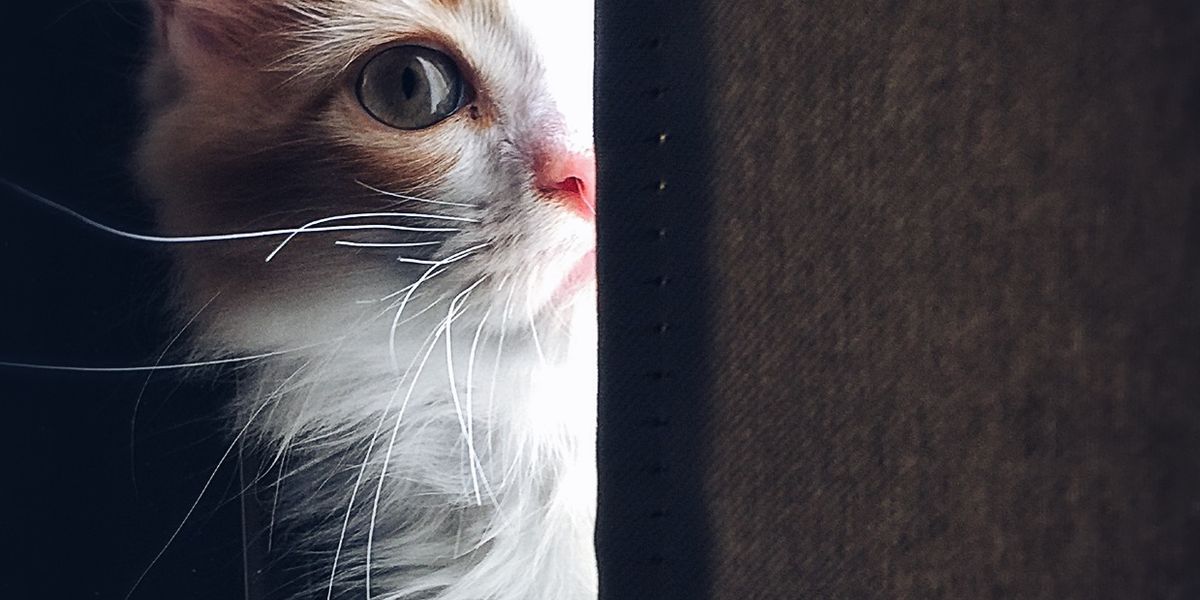 Je viens d'adopter un chat : Les premières 24 heures (7 règles d'or)
