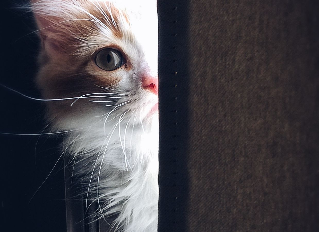 Créer un espace rassurant pour un chat