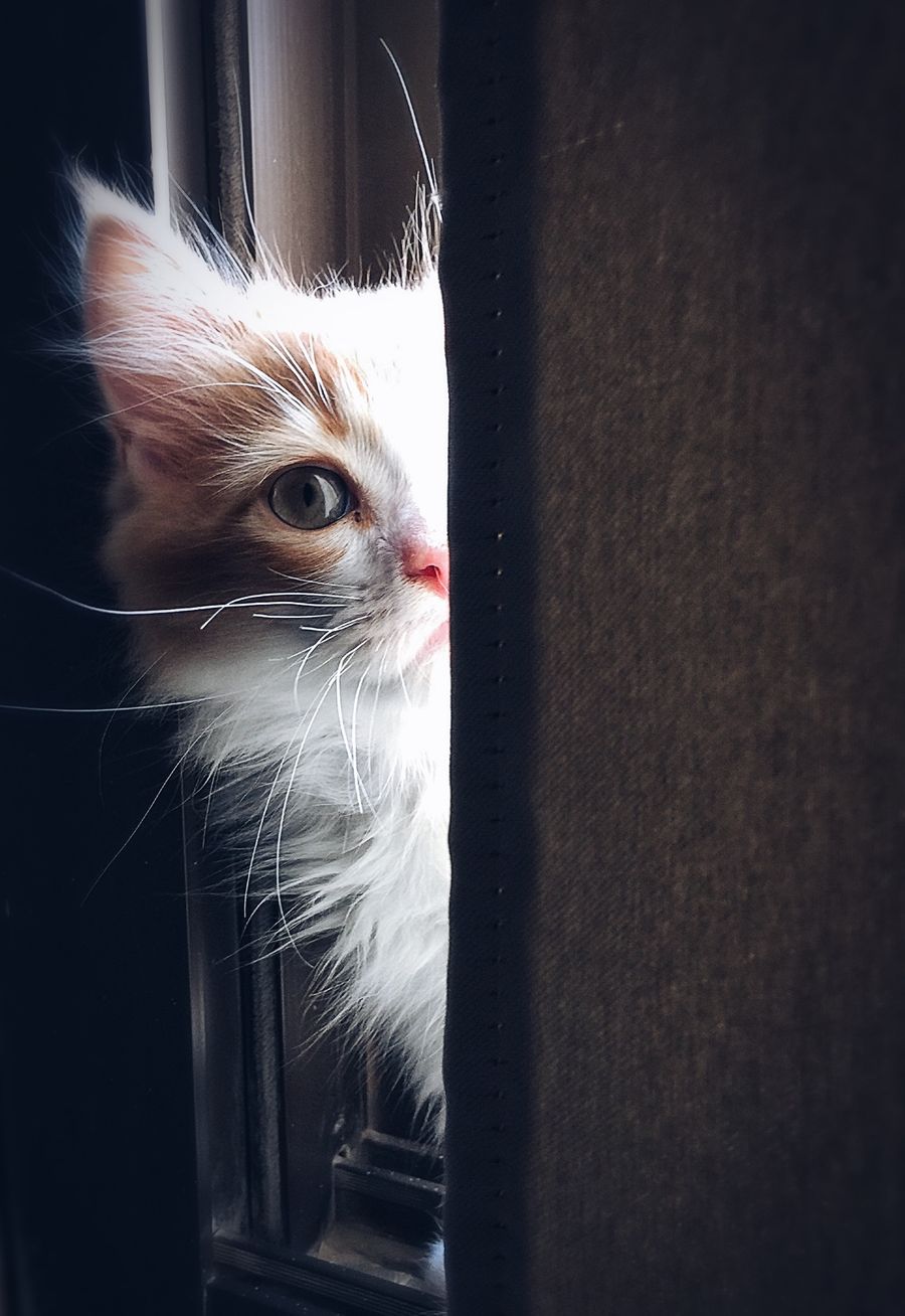 Shy cat peeking around a door