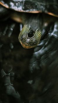 turtle photo