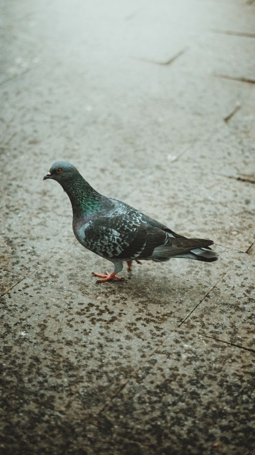 Free A close-up shot of a pigeon standing on pavement in West Java, Indonesia. Calm urban wildlife. Stock Photo