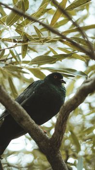 A close-up of a pigeon perched on a branch amidst foliage in West Java, Indonesia.