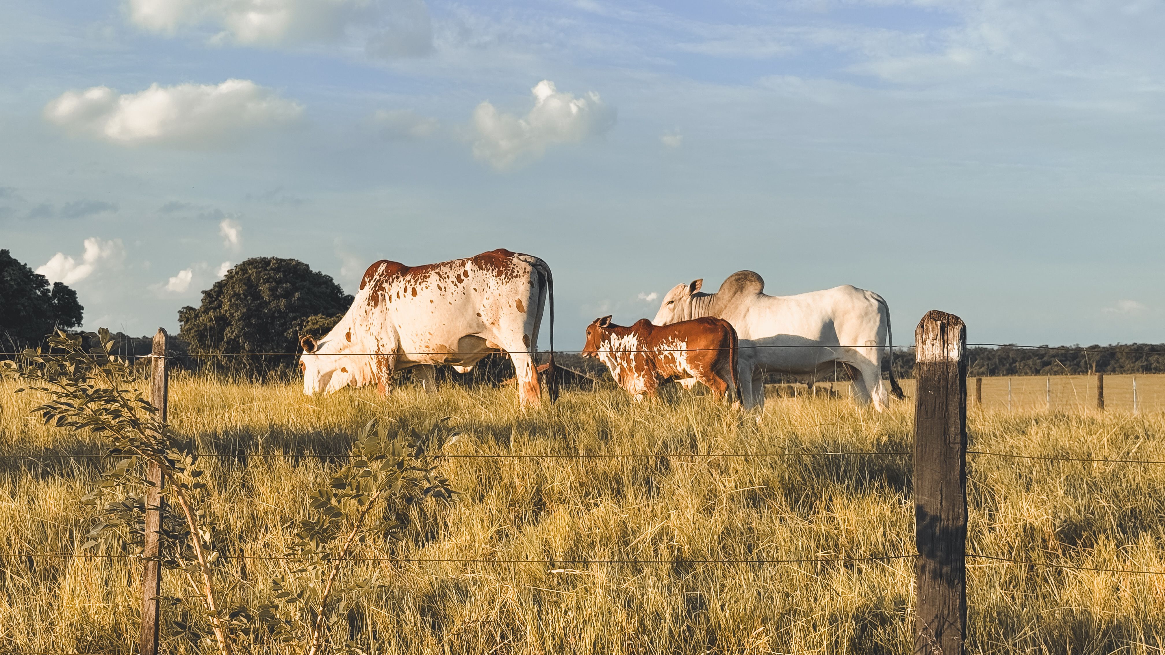 Cattle Grazing Peacefully in a Pastoral Field · Free Stock Photo